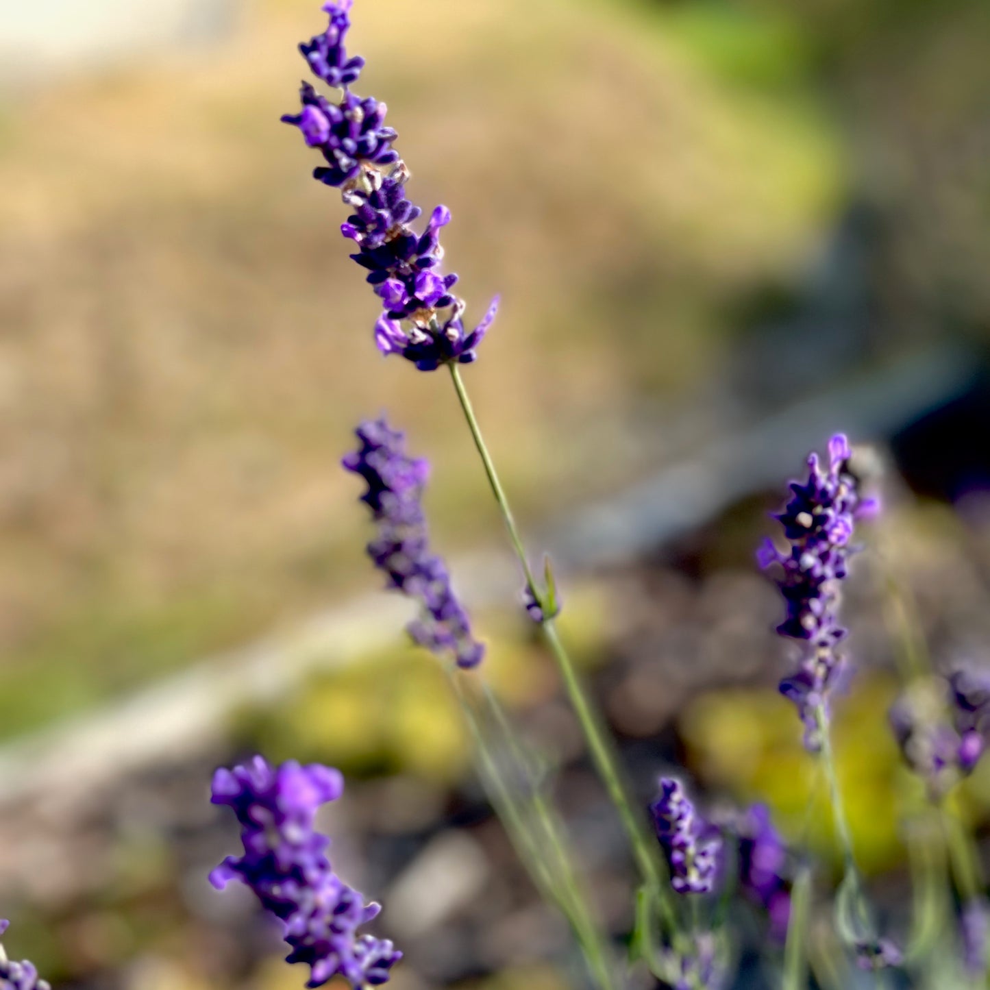 Aroma-Handschmeichler "Duftie" entspannend - Eiskristalle