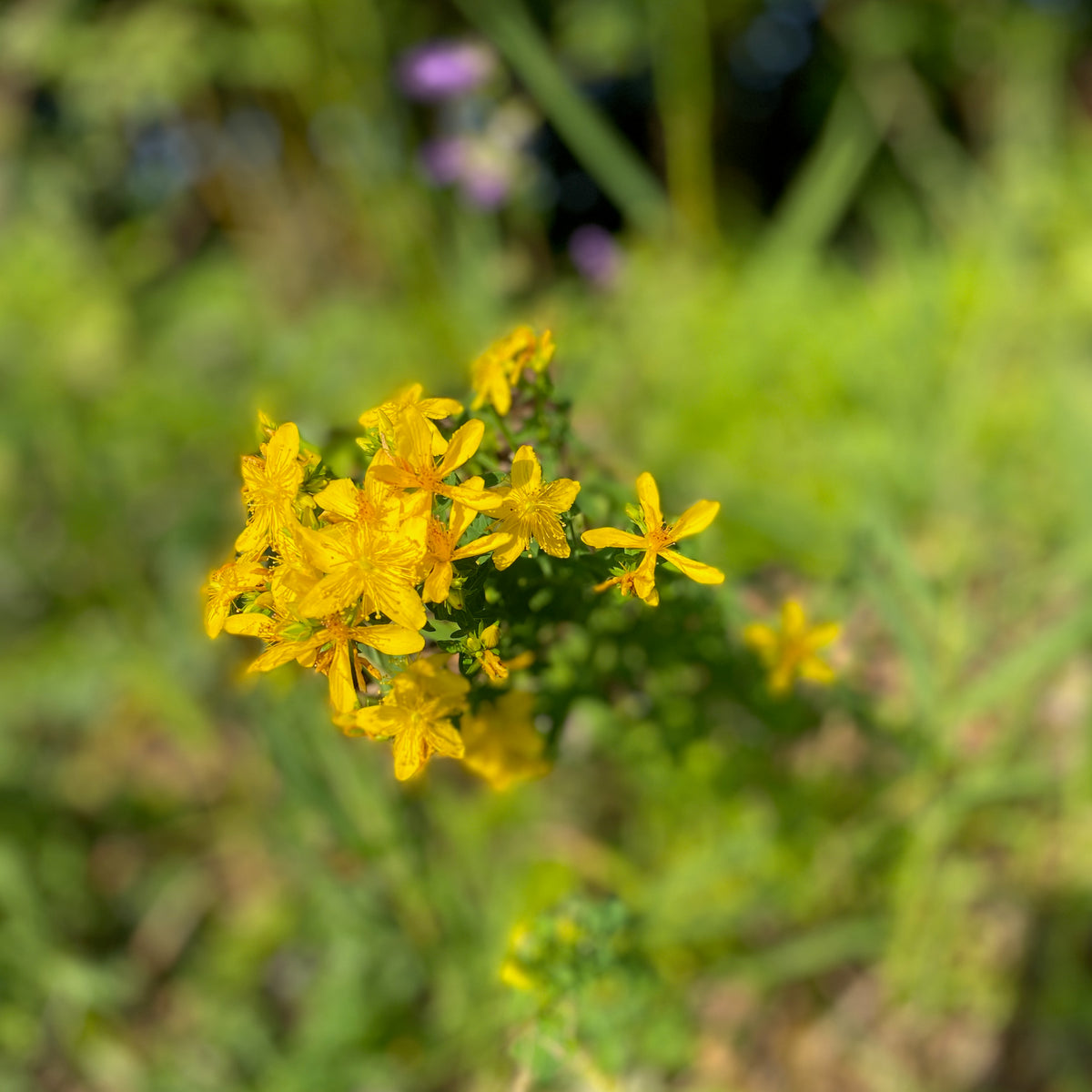 Aroma-Handschmeichler "Duftie" - entspannend