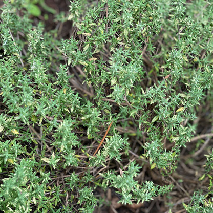 "Atemfrei" - Zirbenkissen in Größe M