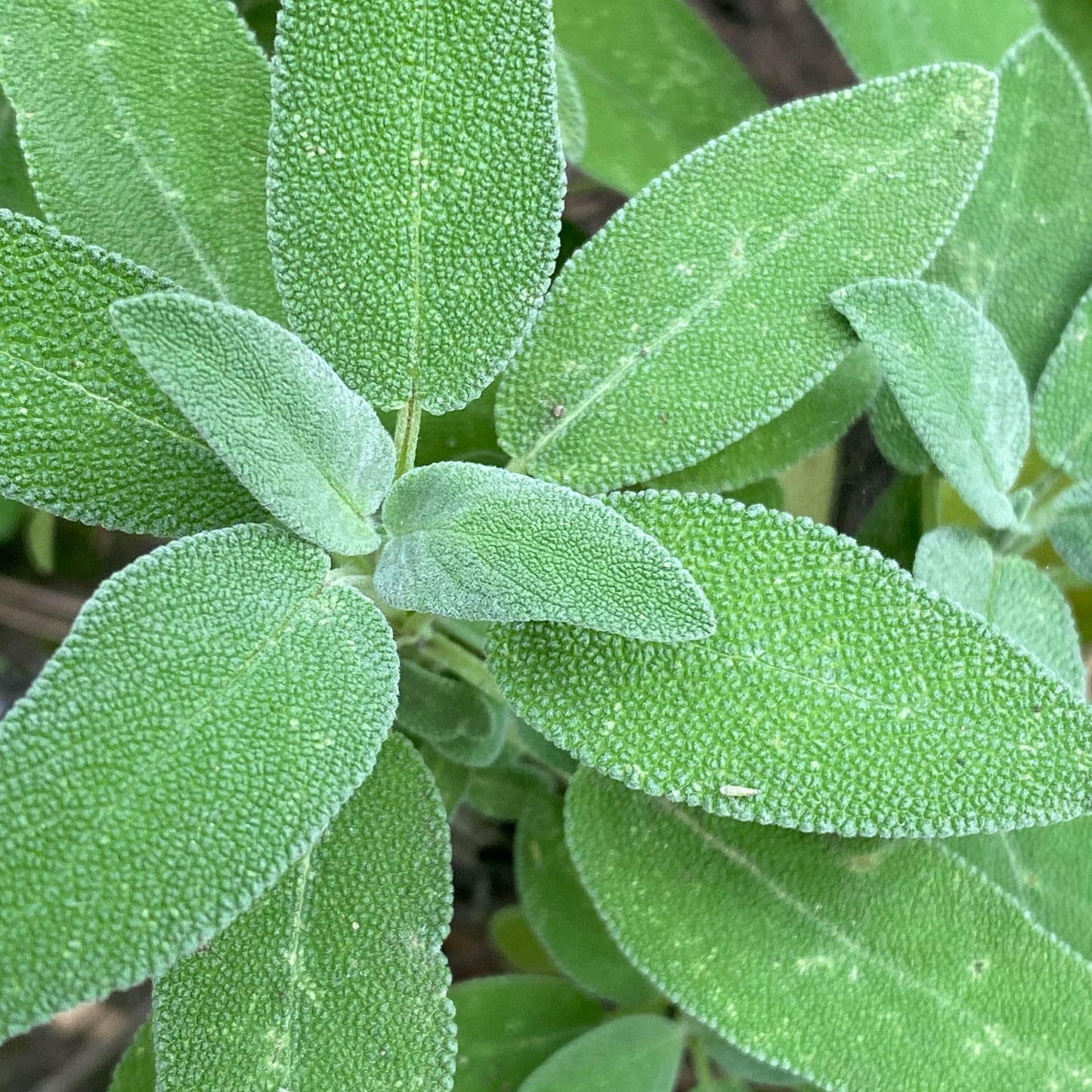 "Atemfrei" - Zirbenkissen in Größe M