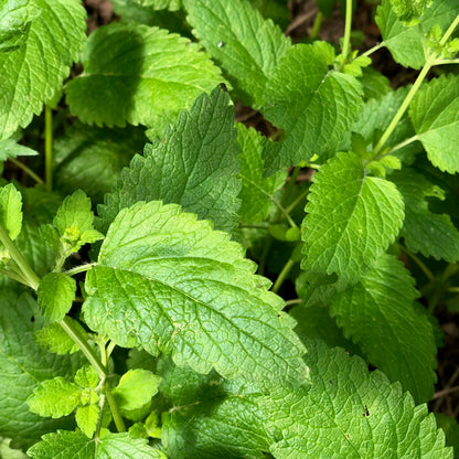 "Atemfrei" - Zirbenkissen in Größe M